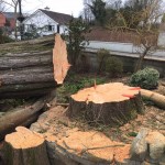 Removal of dangerous tree