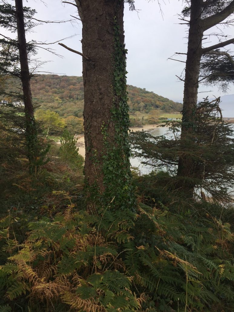 Old Head Oct 16 (7)